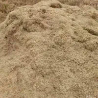 کاه گندم دیم برداشت امسال سفید