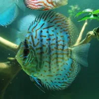 فروش یا تعویض تعدادی دیکس