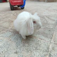 خرگوش لوپ سفید چشم شرابی