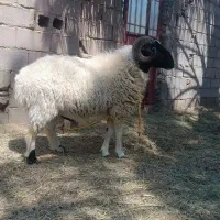بره نر
