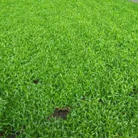 سبزه و قره ماش