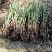 پاجوش رایگان نخل مادر تمیز کن پاجوش ببر  رامشیر