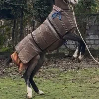 اسب|اسب و تجهیزات اسبسواری|پرهسر, |دیوار