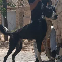 سگ دورگه سراب وخراسانی