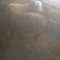 ۱۴راس سیشک شکم دوم قزل افشار|حیوانات مزرعه|فریدونشهر, |دیوار