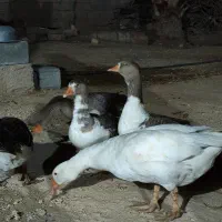 غاز نگهبان