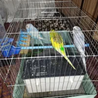 مرغ عشق رنگهای خاص|پرنده|صباشهر, |دیوار