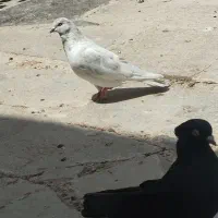 کبوتر نر و ماده