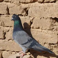 نر سبز هوایی