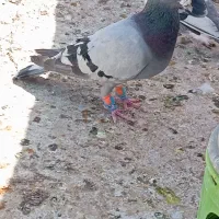 کبوتر