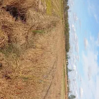 فروش زمین کشاورزی