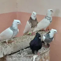 طوقی  وسیاه