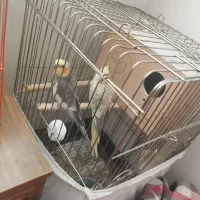 ۲ جفت عروس هلندی بالغ و آماده|پرنده|کرج, کوی امامیه|دیوار