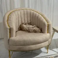 گربه رنگ خاص|گربه|اردبیل, |دیوار