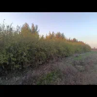 نهال  زیتون  زینتی و انار دانه سیاه