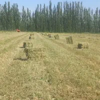 یونجه