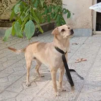 واگذاری ب صورت رایگان