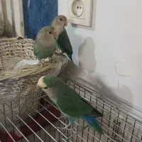 طوطی کوتوله برزیلی سرحال