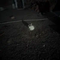 خرگوش