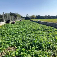 فروش اسفناج تازه چین عمده|خوردنی و آشامیدنی|ارطه, |دیوار