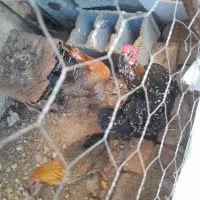 مرغ و دوتا بورنی