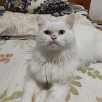 گربه پرشین اصیل و نژاد دار سفید موبلند