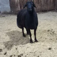 قوچ قره قزل