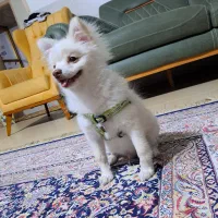 فروش توله سگ پامر|سگ|سیرجان, |دیوار