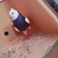 طوقیماده|پرنده|رودبنه, |دیوار