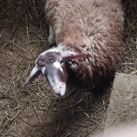 گوسفند|حیوانات مزرعه|فومن, |دیوار