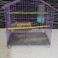 قفس