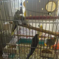 یه جفت عروس هلندی با سه عدد جوجه با تمام لوازم