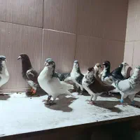 کفتر|پرنده|سبزوار, فقیه سبزواری|دیوار