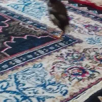 مرغ مینا بسیار بازی گوش تازه داره صحبت یاد میگیره|پرنده|تربت‌حیدریه, ۴۵ متری|دیوار