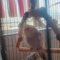 عروس هلندی ماده نژاد  ابلق ۹۰۰قیمت