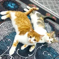 دو عدد گربه نر و ماده