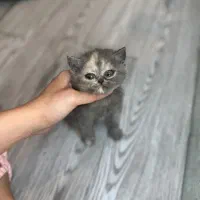 بریتیش بلو شورت هیر دوماهه