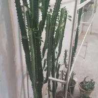 گل  افروبیا