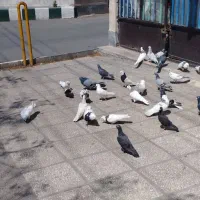 کبوتر رنگی پرشی