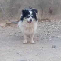 سگ‌پاپی‌‌پاکوتا‌