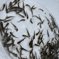 ..پرورش کشاورزی بچه ماهی.کپورر.آمور شمشیری|ماهی|مشهد, هفده شهریور|دیوار