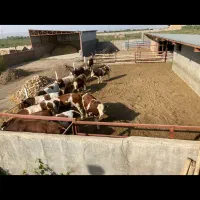 دامداری..پرواربندی