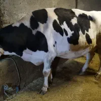 گاو هلشتاین