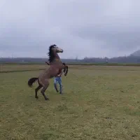 اسب|اسب و تجهیزات اسب‌سواری|گوراب زرمیخ, |دیوار