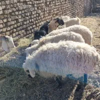 کاه پرس کاه ارزن (گاورس)|حیوانات مزرعه|جلگه ماژان, |دیوار