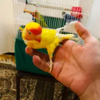طوطی برزیلی|پرنده|جوانرود, |دیوار