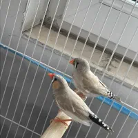 فنچ مولد کارداده