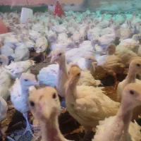 جوجه بوقلمون بیوتی فوق سنگین واکسن خورده