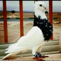 حیوانات مزرعه