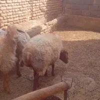 میش داشتی